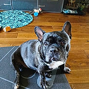 Zoey joined the competition — help win amazing prizes! dog, french_bulldog, indoor, wooden_floor, dog_toy, mat, crate, pet, animal, brown, black, white, floor, fur, ears, sitting, looking_at_camera, background, toy_ball, stuffed_animal