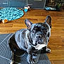 dog, french_bulldog, indoor, wooden_floor, dog_toy, mat, crate, pet, animal, brown, black, white, floor, fur, ears, sitting, looking_at_camera, background, toy_ball, stuffed_animal
