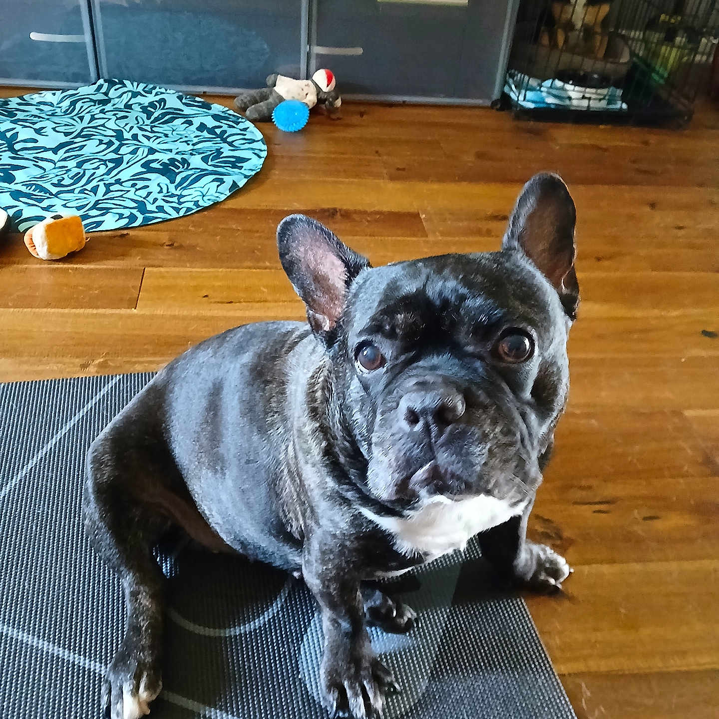 Zoey joined the competition — help win amazing prizes! animal, background, black, brown, crate, dog, dog_toy, ears, floor, french_bulldog, fur, indoor, looking_at_camera, mat, pet, sitting, stuffed_animal, toy_ball, white, wooden_floor