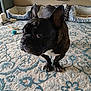Zoey joined the competition — help win amazing prizes! french_bulldog, dog, pet, indoor, rug, patterned_rug, dog_bed, toy, curious, ears, floor, carpet, animal, brown, black, white, home, living_room, cute, companion