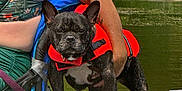 Zoey is registered to the contest to win money with this photo: dog, french_bulldog, life_jacket, kayak, water, river, person, swimsuit, outdoor, greenery, summer, pet, animal, adventure, nature, watercraft, canine, sunlight, recreation, active