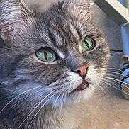Mimi a rejoint le concours — aidez-le/la à gagner de superbes lots ! cat, gray_tabby, green_eyes, close_up, whiskers, fur, pet, animal, curious, cute, indoor, floor, metal_furniture, ears, nose, mouth, portrait, feline, domestic_cat, expression