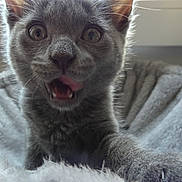 Alma participe au concours pour gagner de l'argent avec cette photo : kitten, cat, gray_cat, close_up, playful, curious, fluffy_blanket, indoor, pet, young_cat, feline, whiskers, ears, paw, window, soft_texture, animal, cute, portrait, domestic_cat