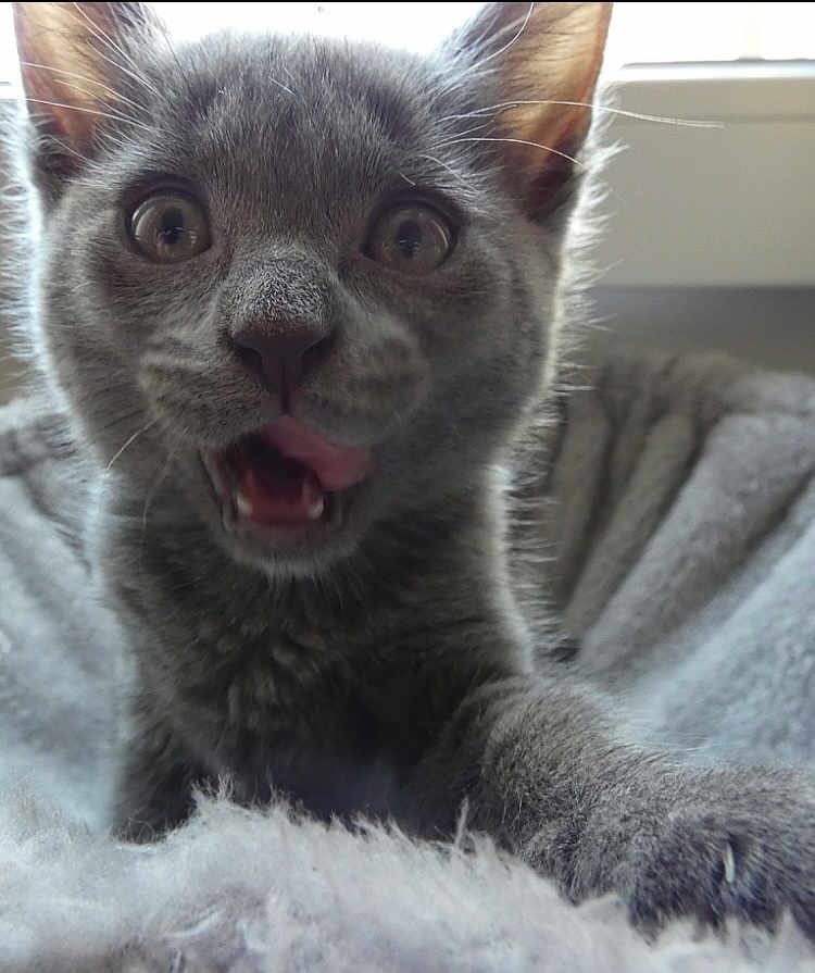 Alma participe au concours pour gagner de l'argent avec cette photo : kitten, cat, gray_cat, close_up, playful, curious, fluffy_blanket, indoor, pet, young_cat, feline, whiskers, ears, paw, window, soft_texture, animal, cute, portrait, domestic_cat