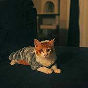 Dart is registered to the contest to win money with this photo: cat, orange_and_white, costume, indoor, sofa, furniture, pet, animal, cozy, relaxed, portrait, domestic, feline, cute, resting, soft_lighting, blurred_background, warm_tones, living_room, cute_pet