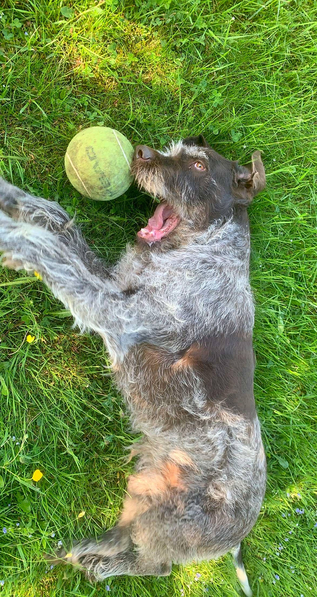 Irka participe au concours pour gagner de l'argent avec cette photo : ball, canidae, carnivore, companion_dog, dog, dog_breed, fawn, fur, garden, grass, groundcover, koala, lawn, plant, shrub, snout, sporting_group, tail, terrestrial_animal, working_animal