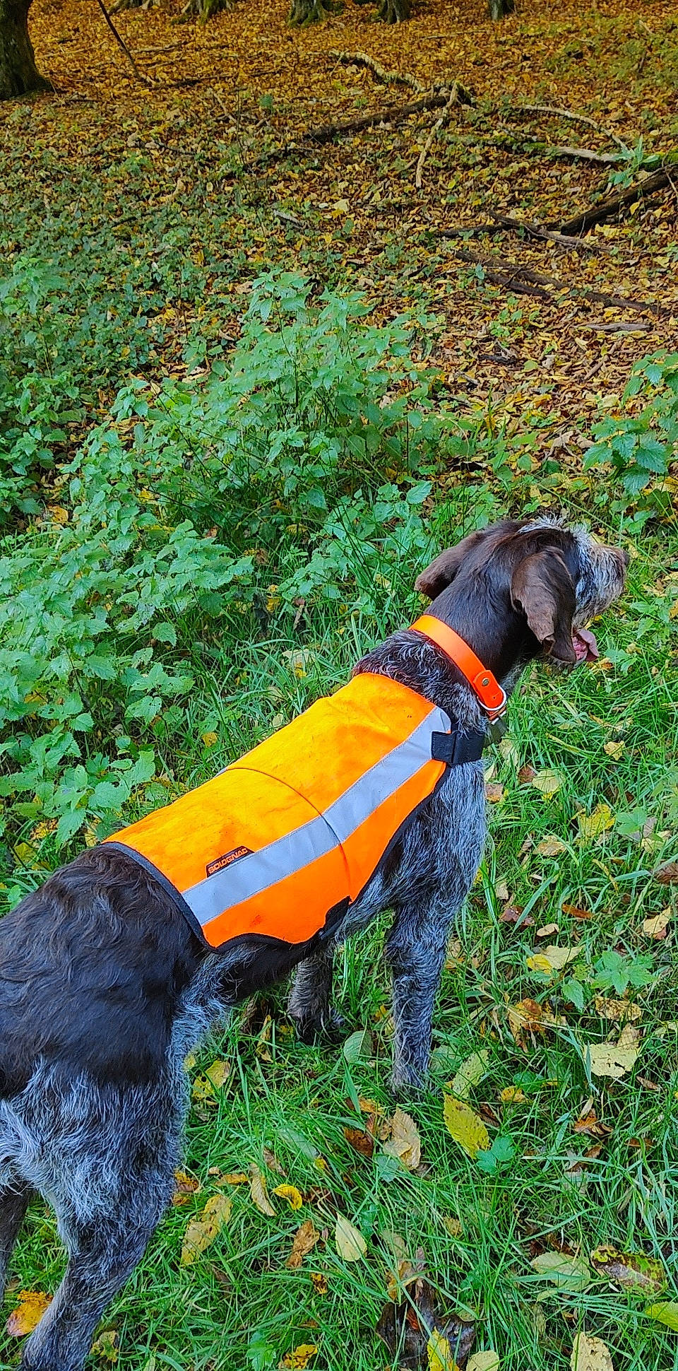 Irka a rejoint le concours — aidez-le/la à gagner de superbes lots ! canidae, carnivore, collar, companion_dog, dog, dog_breed, dog_clothes, dog_collar, dog_supply, grass, groundcover, leash, liver, pet_supply, plant, shrub, sporting_group, tail, water_dog, working_animal