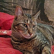 Lulu joined the competition — help win amazing prizes! alert, animal, cat, close_up, couch, domestic_animal, feline, green_eyes, indoors, judgmental_expression, lying_down, pet, pointed_ears, portrait, red_blanket, relaxed, soft_furnishing, striped_fur, tabby_cat, whiskers