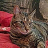 alert, animal, cat, close_up, couch, domestic_animal, feline, green_eyes, indoors, judgmental_expression, lying_down, pet, pointed_ears, portrait, red_blanket, relaxed, soft_furnishing, striped_fur, tabby_cat, whiskers