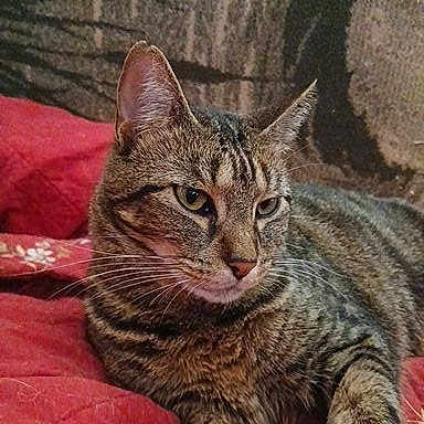 Lulu