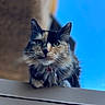 cat, calico, feline, animal, pet, outdoor, sky, blue_sky, building, curious, close_up, fur, whiskers, ears, collar, ledg, portrait, daylight, nature, domestic_cat
