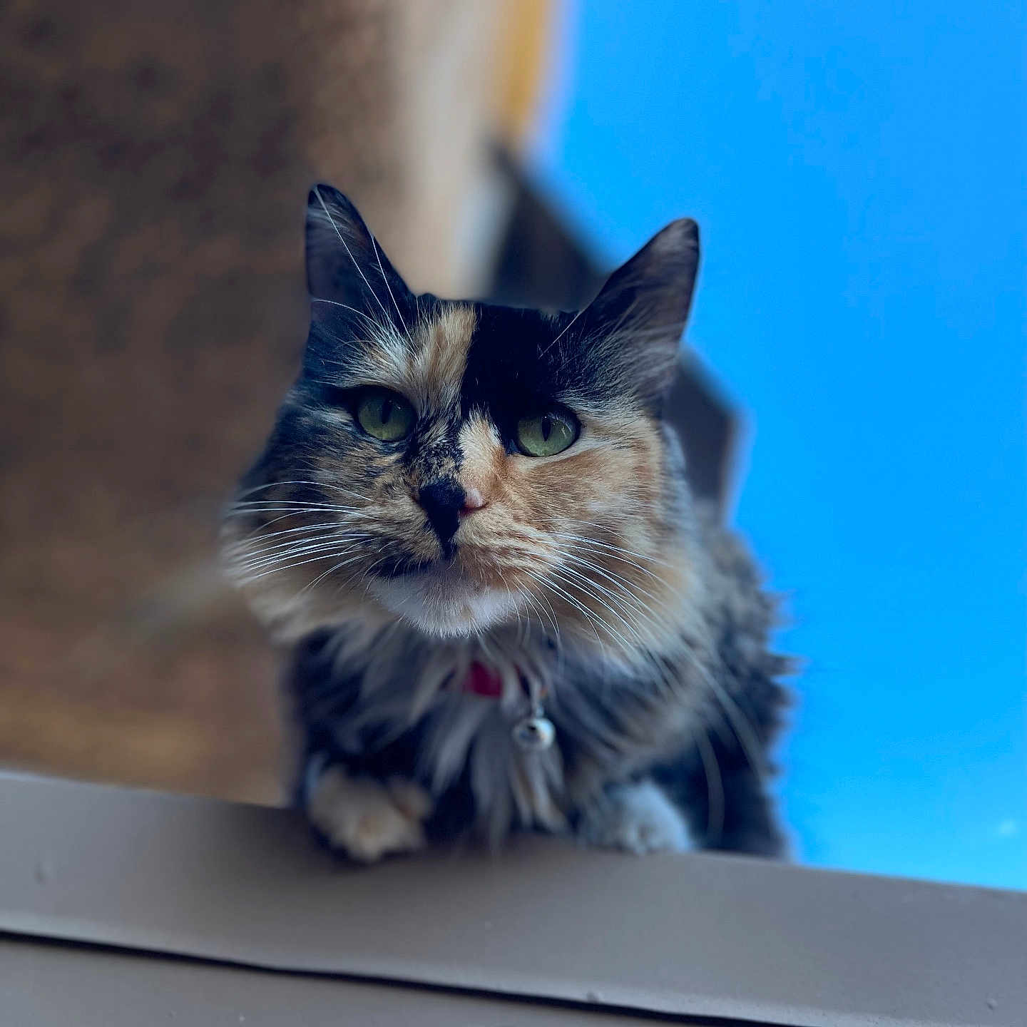 Meredith is registered to the contest to win money with this photo: cat, calico, feline, animal, pet, outdoor, sky, blue_sky, building, curious, close_up, fur, whiskers, ears, collar, ledg, portrait, daylight, nature, domestic_cat