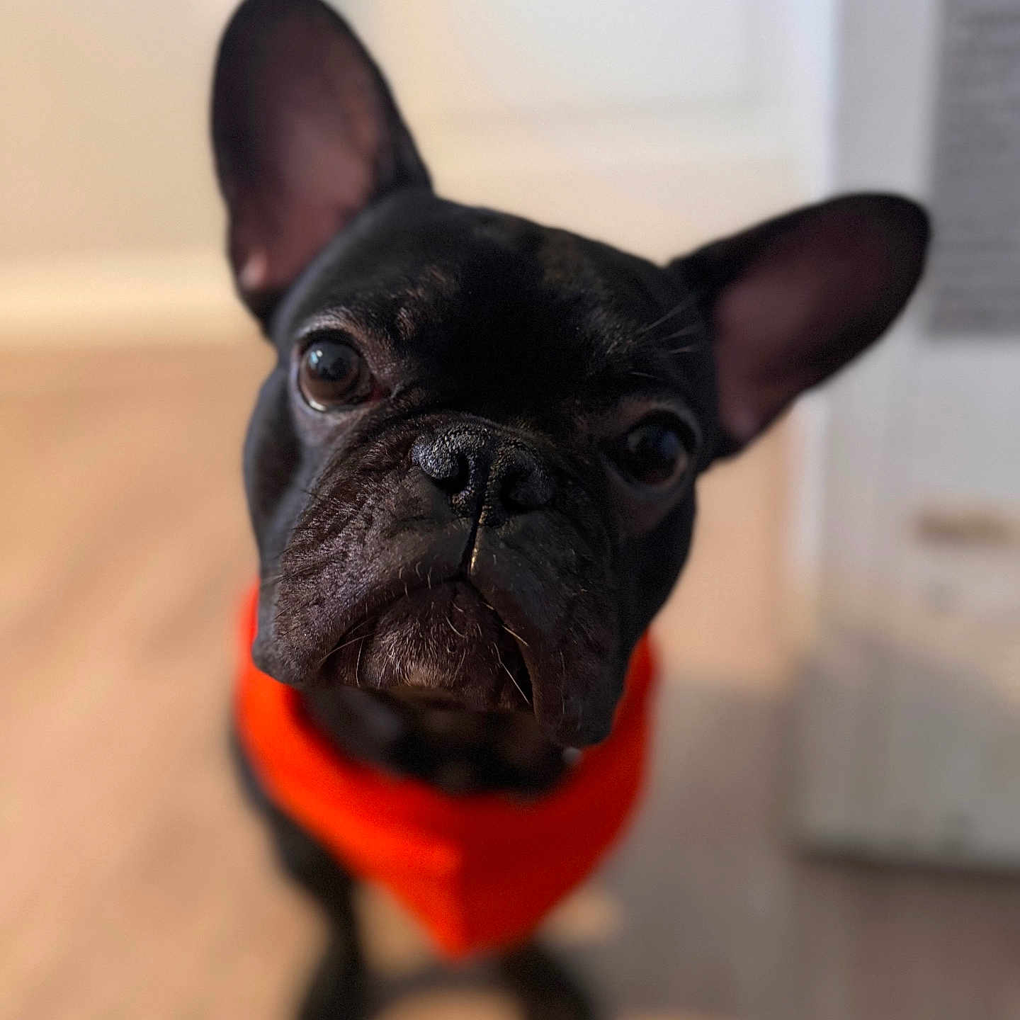 Mali joined the competition — help win amazing prizes! animal, boxer, bulldog, canine, dog, frenchbulldog, hardwood, head, person, pet, pitbull, pug, puppy, snout, whitedog, wood