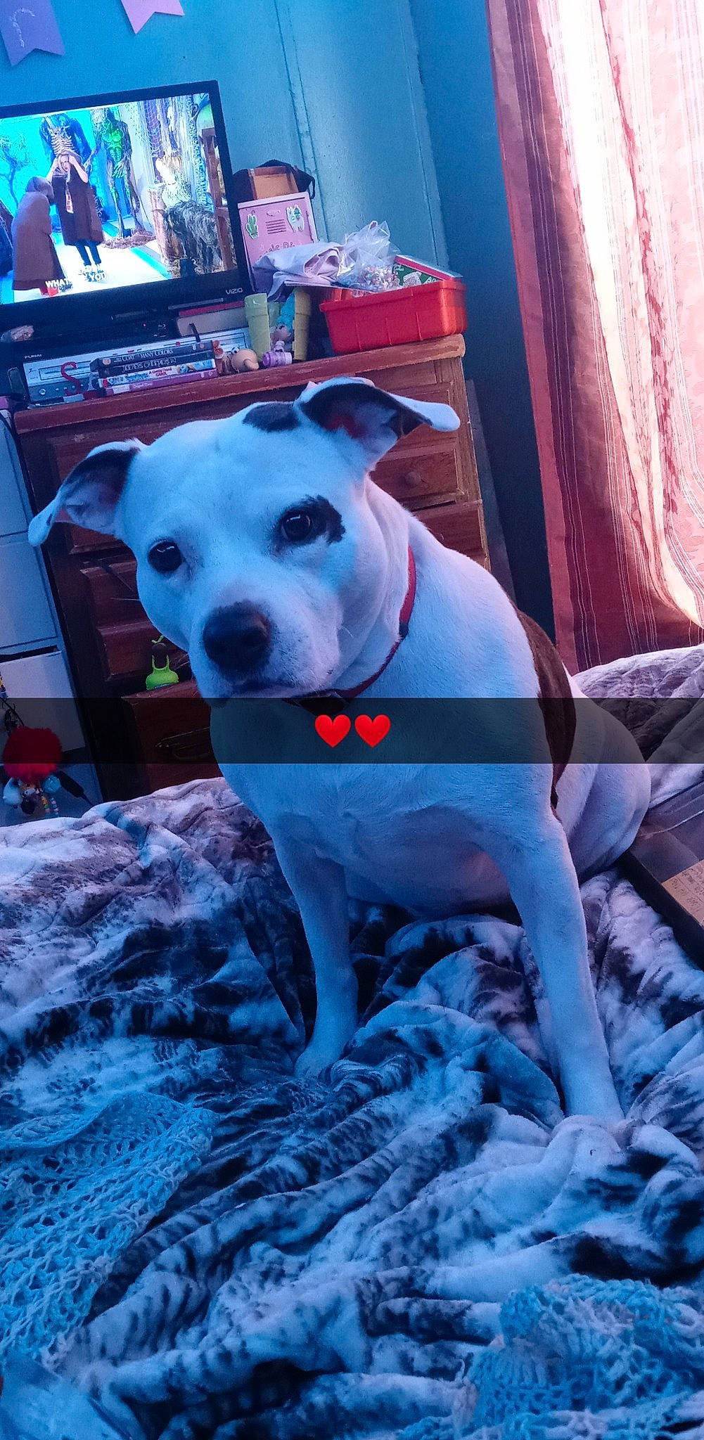 Izzy joined the competition — help win amazing prizes! canidae, carnivore, collar, companion_dog, dog, dog_breed, dog_collar, dog_supply, dogo_guatemalteco, fawn, non_sporting_group, pet_supply, snout, sporting_group, television, window, winter, working_animal, working_dog