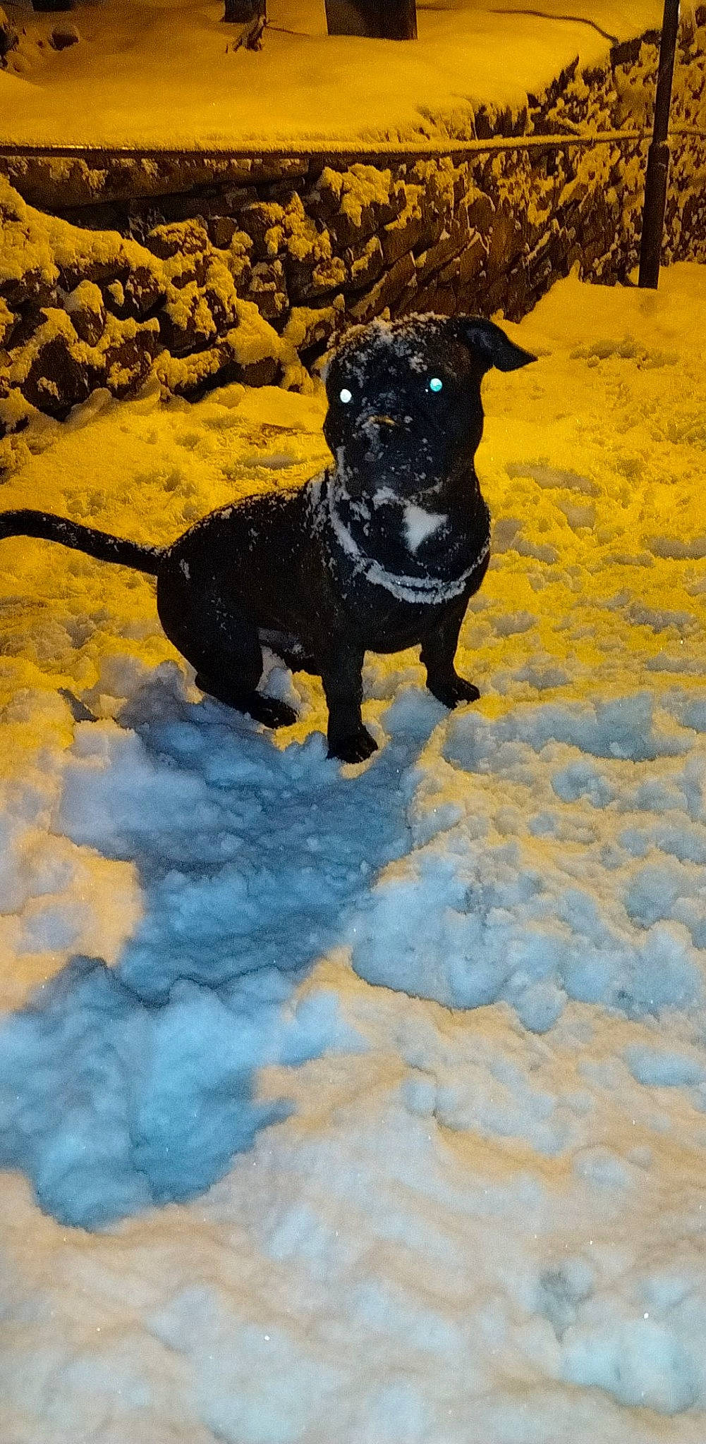 Phalko participe au concours pour gagner de l'argent avec cette photo : borador, canidae, carnivore, companion_dog, dog, dog_breed, dog_collar, dog_supply, electric_blue, fawn, freezing, guard_dog, shadow, snout, snow, sporting_group, tail, winter, working_animal, working_dog