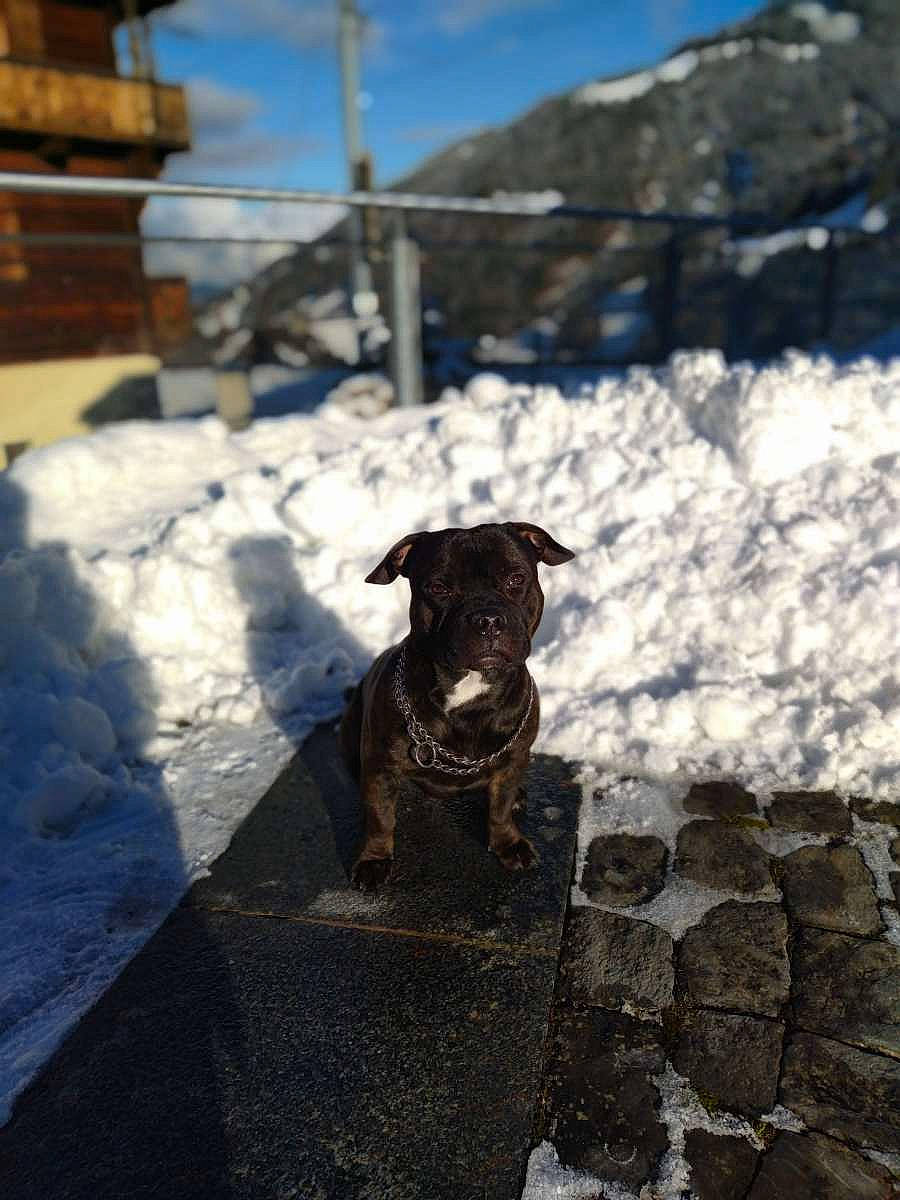 Phalko a rejoint le concours — aidez-le/la à gagner de superbes lots ! building, canidae, carnivore, cloud, collar, companion_dog, dog, dog_breed, fawn, freezing, pet_supply, shadow, sky, slope, snout, snow, sporting_group, winter, wood, working_animal