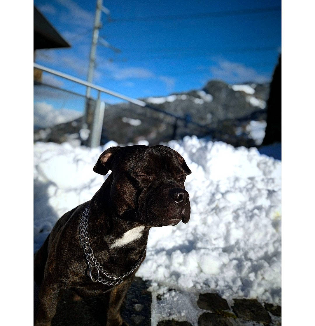 Phalko a rejoint le concours — aidez-le/la à gagner de superbes lots ! boxer, canidae, carnivore, cloud, collar, companion_dog, dog, dog_breed, dog_collar, fawn, pet_supply, sky, slope, snow, sporting_group, whiskers, winter, working_animal, working_dog, wrinkle