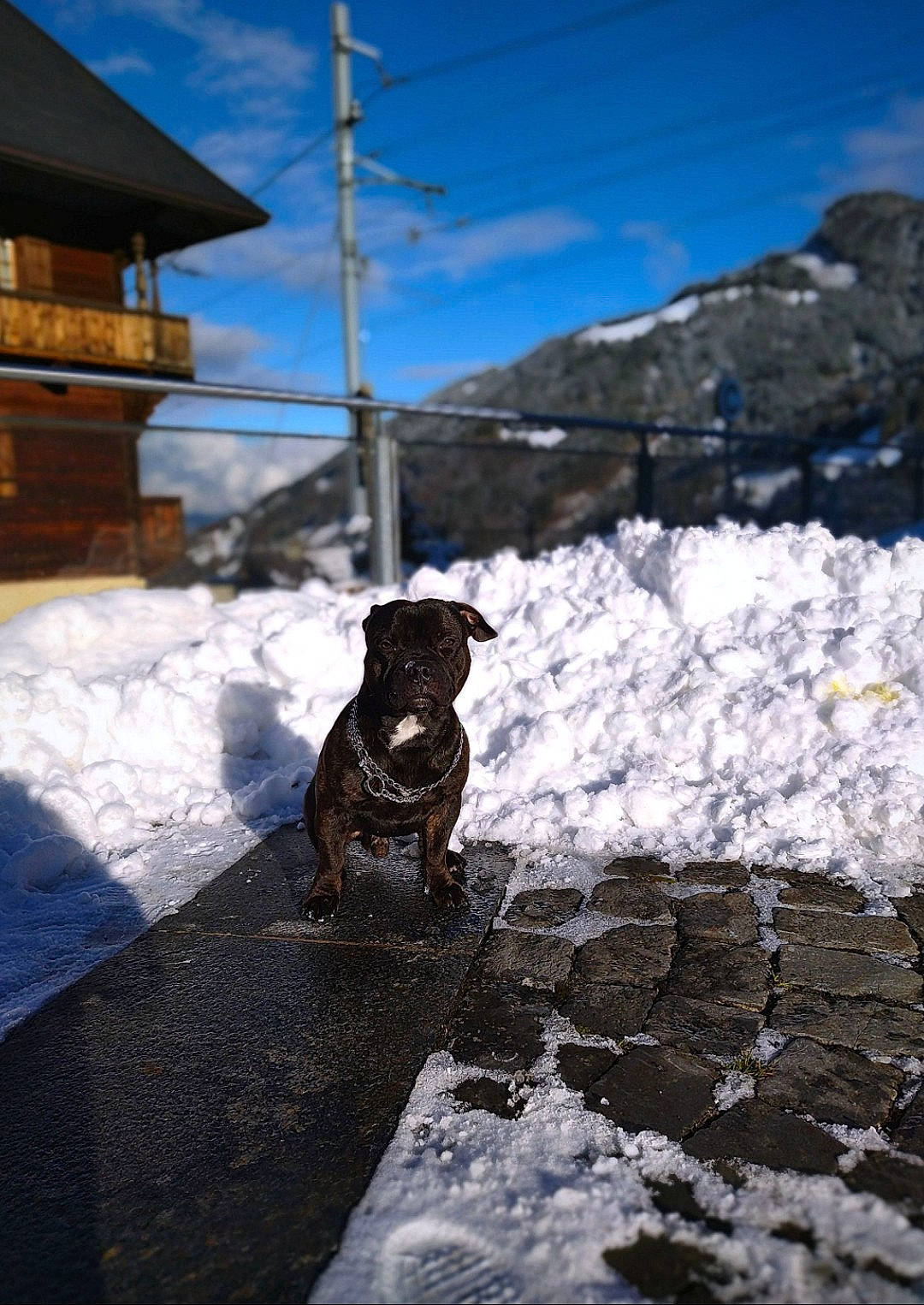 Phalko participe au concours pour gagner de l'argent avec cette photo : building, carnivore, cloud, collar, companion_dog, dog, dog_breed, dog_collar, fawn, freezing, house, mountain, pet_supply, rock, sky, slope, snow, sporting_group, tail, winter