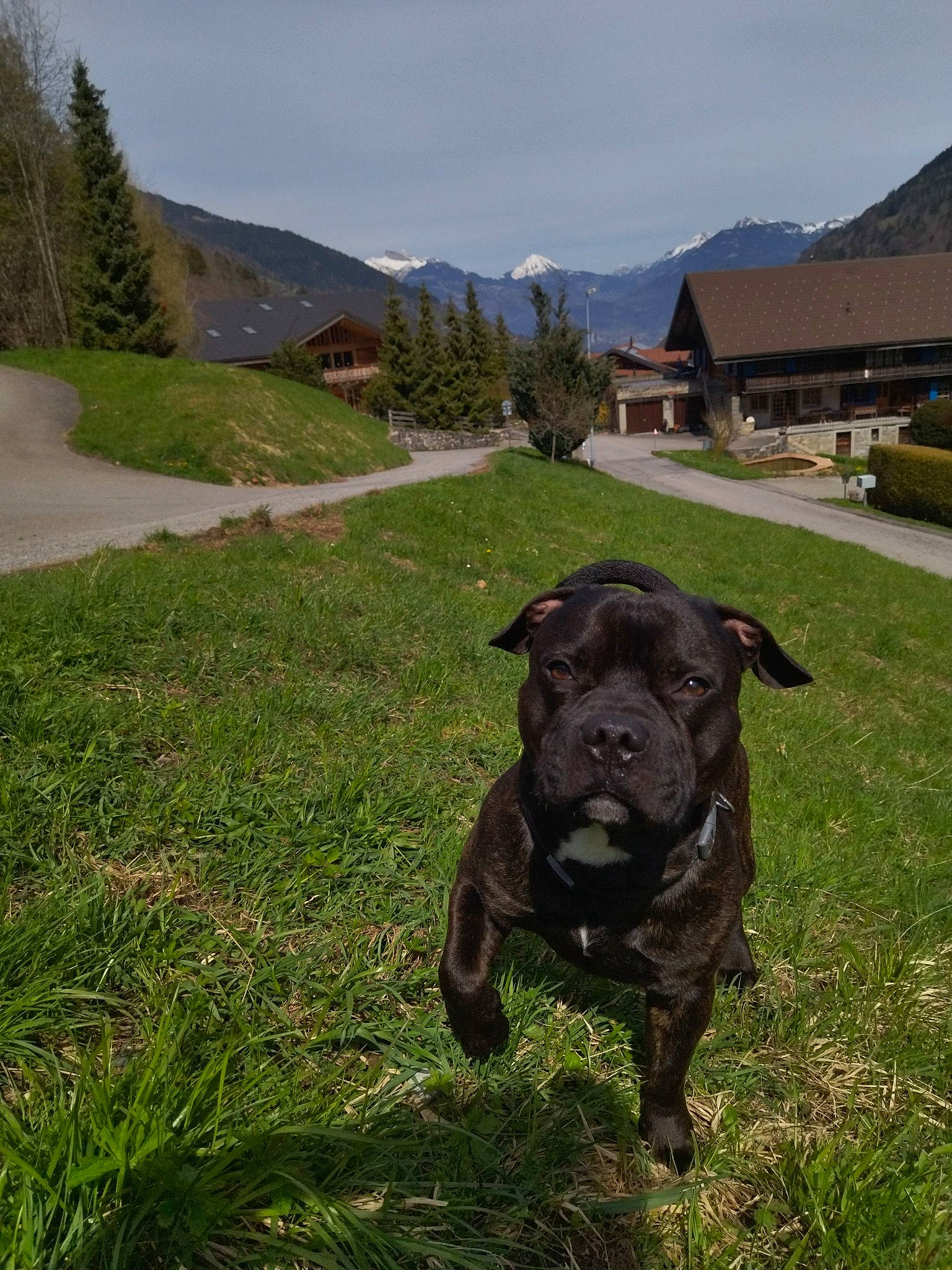 Phalko a rejoint le concours — aidez-le/la à gagner de superbes lots ! carnivore, collar, companion_dog, dog, dog_breed, dog_collar, fawn, grass, grassland, hill, landscape, mountain, mountain_range, pasture, plant, sky, snout, sporting_group, tree, working_animal