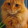 cat, orange_cat, fluffy, pet, animal, indoor, portrait, close_up, whiskers, ears, feline, fur, plant, curtain, eyes, face, sitting, domestic, cute, soft