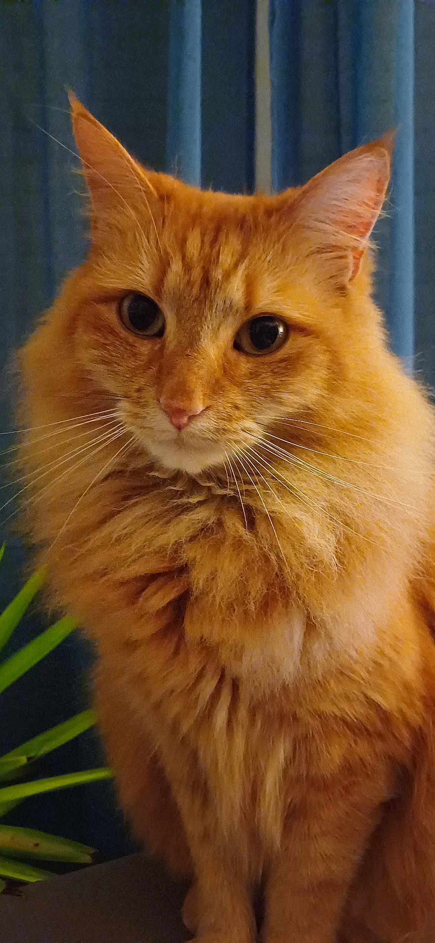Cookie participe au concours pour gagner de l'argent avec cette photo : cat, orange_cat, fluffy, pet, animal, indoor, portrait, close_up, whiskers, ears, feline, fur, plant, curtain, eyes, face, sitting, domestic, cute, soft