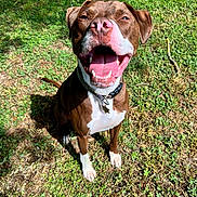 Hadès participe au concours pour gagner de l'argent avec cette photo : animal, brown, canine, closeup, collar, daylight, dog, grass, happy, joyful, nature, outdoor, pet, playful, sitting, smiling, sunlight, teeth, tongue, white