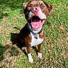 animal, brown, canine, closeup, collar, daylight, dog, grass, happy, joyful, nature, outdoor, pet, playful, sitting, smiling, sunlight, teeth, tongue, white