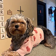 Bella is registered to the contest to win money with this photo: archway, couch, cozy, cross, cute, dog, doorway, fur, heart_pattern, indoor, living_room, looking_at_camera, paws, pet, pink_sweater, portrait, scrabble_letters, small_dog, sweater, wall_decor