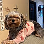 archway, couch, cozy, cross, cute, dog, doorway, fur, heart_pattern, indoor, living_room, looking_at_camera, paws, pet, pink_sweater, portrait, scrabble_letters, small_dog, sweater, wall_decor