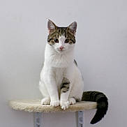 Luna joined the competition — help win amazing prizes! cat, tabby, white_fur, pet, animal, sitting, shelf, indoor, wall, feline, cute, curious, domestic_cat, fur, whiskers, paws, tail, ears, looking, calm