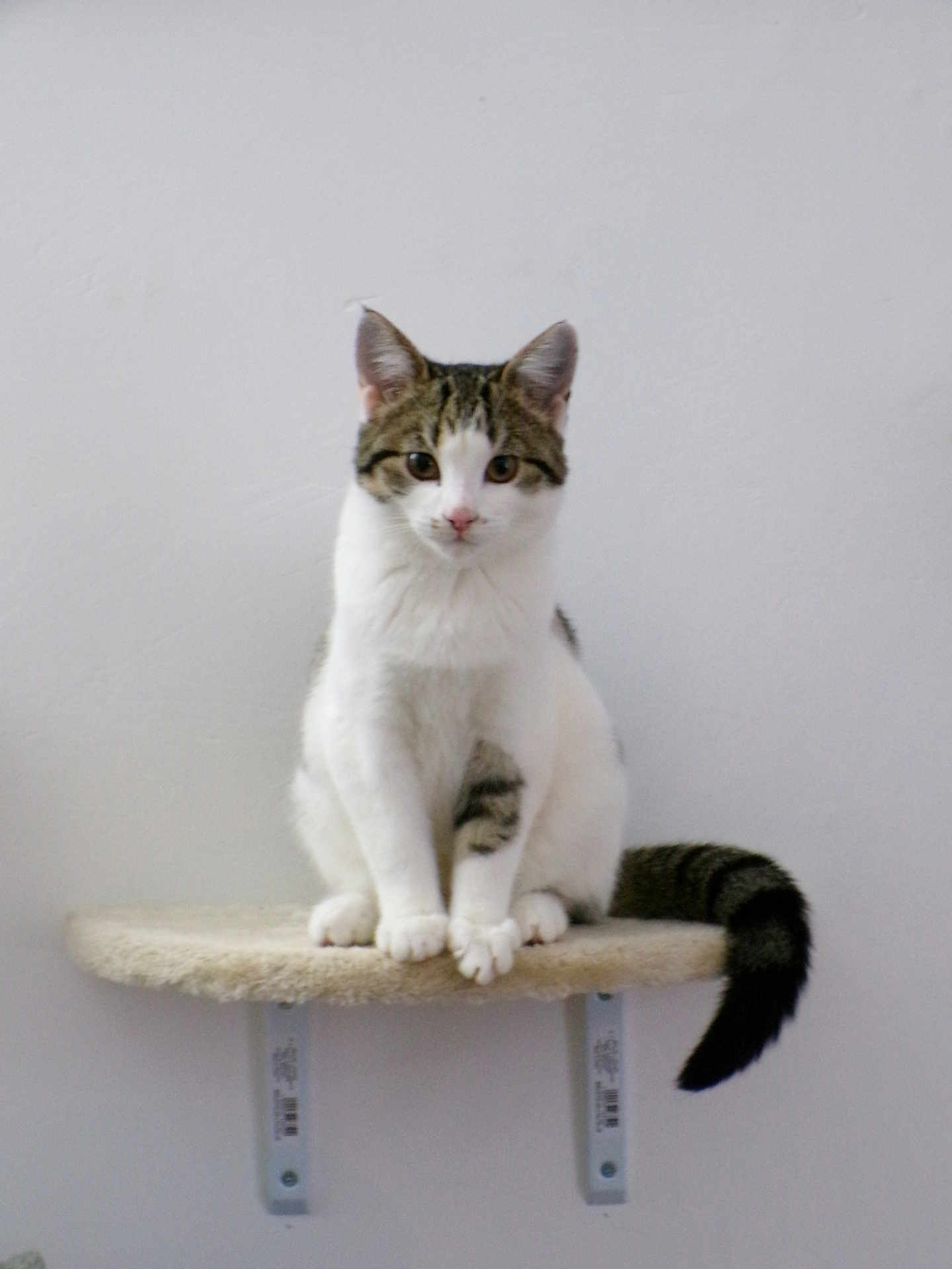 Luna joined the competition — help win amazing prizes! cat, tabby, white_fur, pet, animal, sitting, shelf, indoor, wall, feline, cute, curious, domestic_cat, fur, whiskers, paws, tail, ears, looking, calm