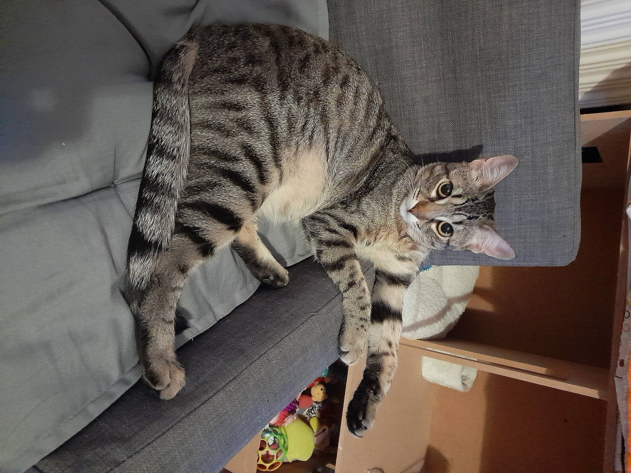 Millie a rejoint le concours — aidez-le/la à gagner de superbes lots ! carnivore, cat, claw, comfort, domestic_short_haired_cat, felidae, flooring, foot, fur, grey, pattern, paw, sandal, small_to_medium_sized_cats, snout, tail, terrestrial_animal, whiskers, wildlife, wood