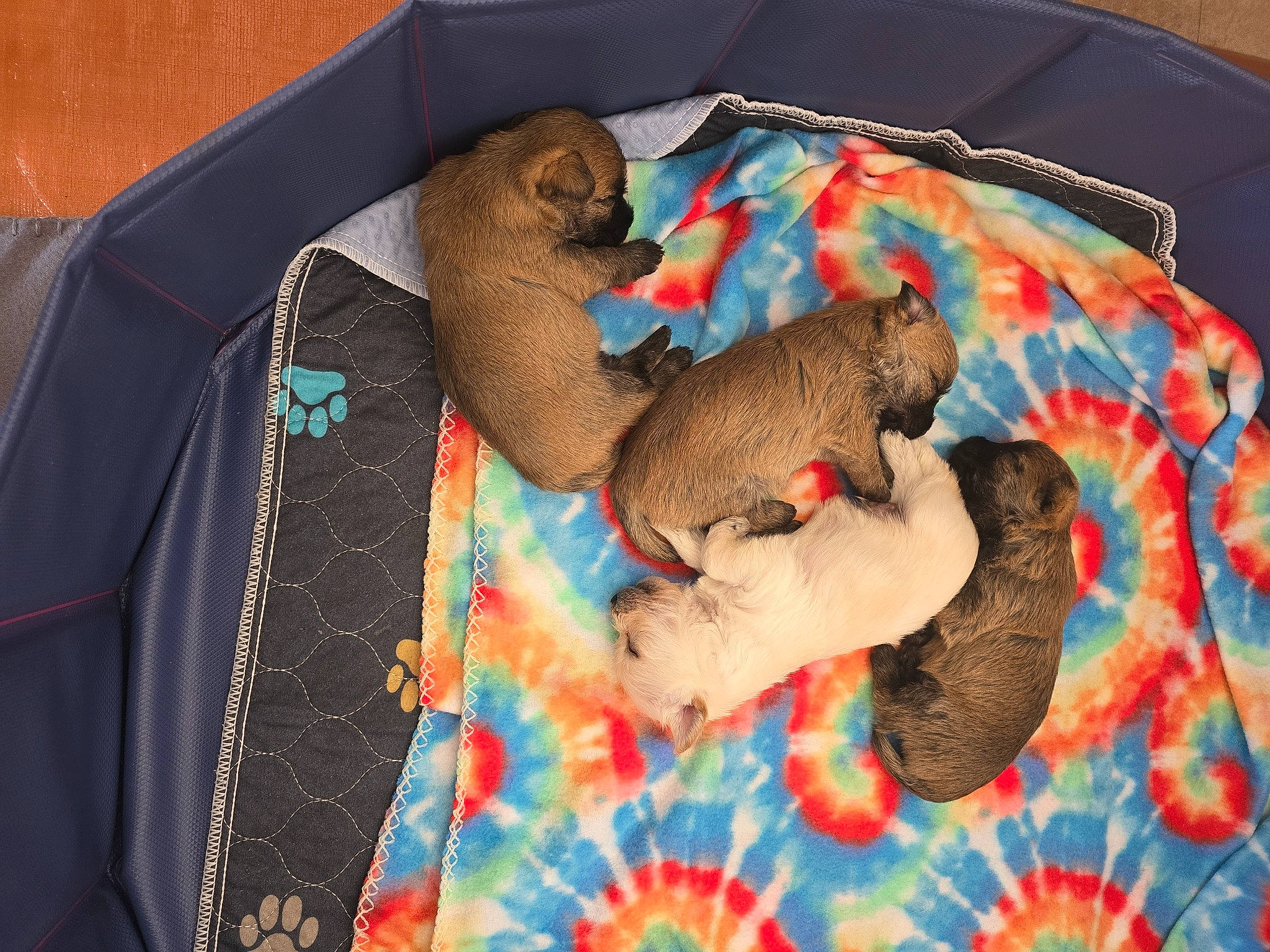 Bug joined the competition — help win amazing prizes! claw, comfort, fawn, fur, linens, mustelidae, pattern, paw, room, sleeve, stuffed_toy, tail, terrestrial_animal, textile, toy, woven_fabric