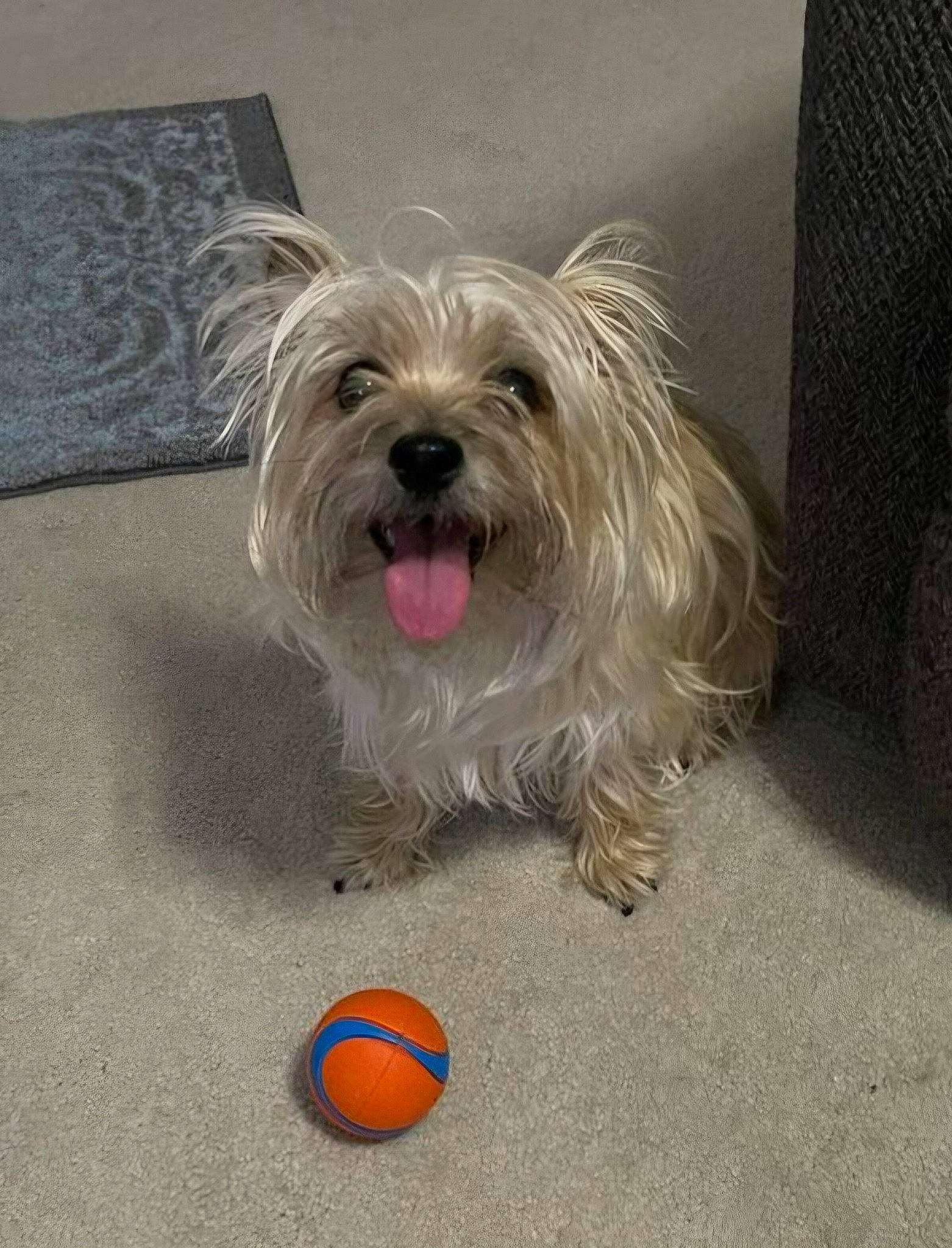 Bug joined the competition — help win amazing prizes! ball, biewer_terrier, canidae, carnivore, companion_dog, dog, dog_breed, dog_supply, fawn, fur, non_sporting_group, paw, pet_supply, small_terrier, snout, sporting_group, tennis_ball, terrier, toy_dog, working_animal