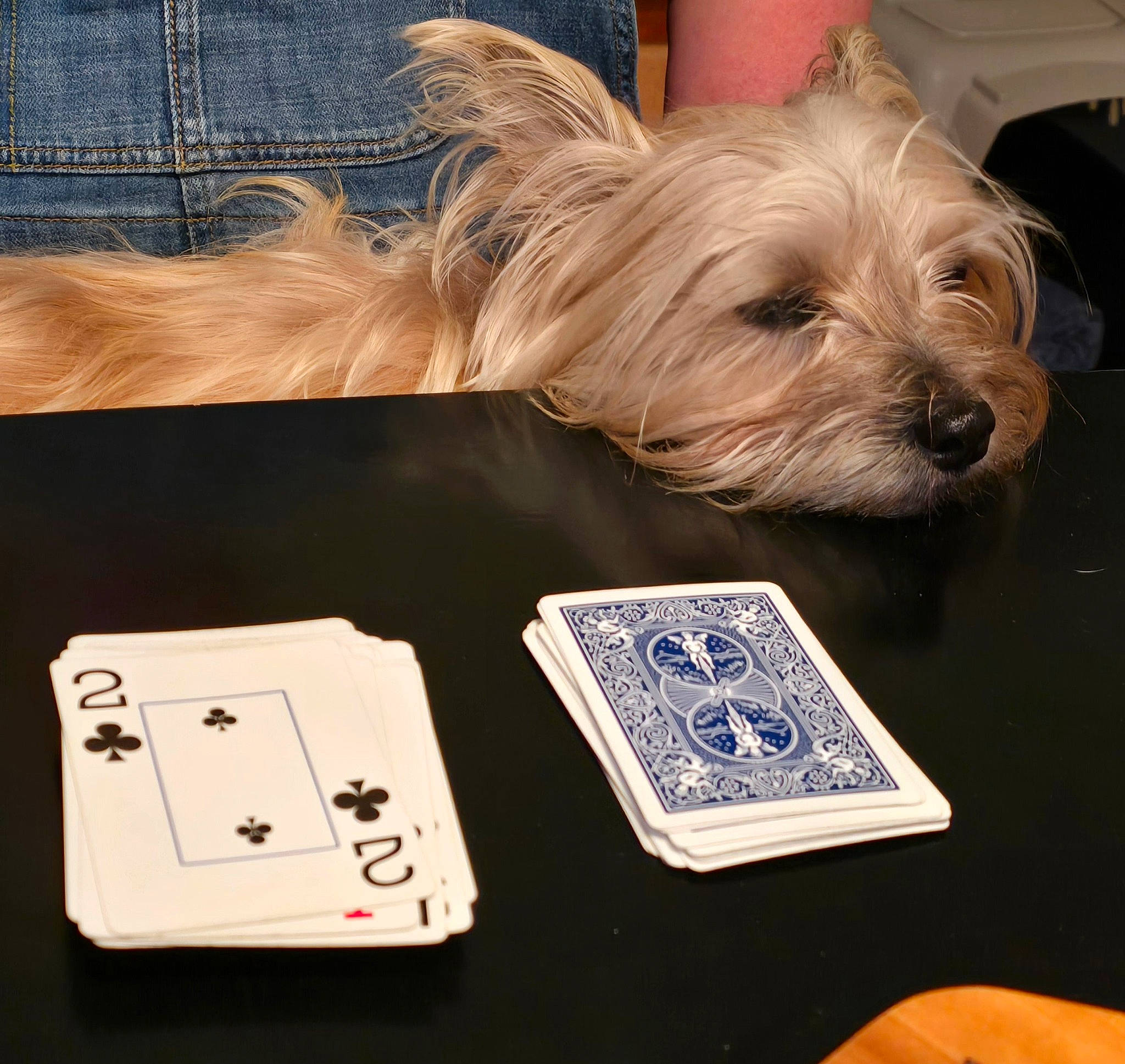 Bug is registered to the contest to win money with this photo: canidae, card_game, carnivore, companion_dog, denim, dog, dog_breed, dog_supply, electric_blue, fashion_accessory, gadget, gambling, metal, pet_supply, recreation, rectangle, small_terrier, sporting_group, toy_dog, working_animal
