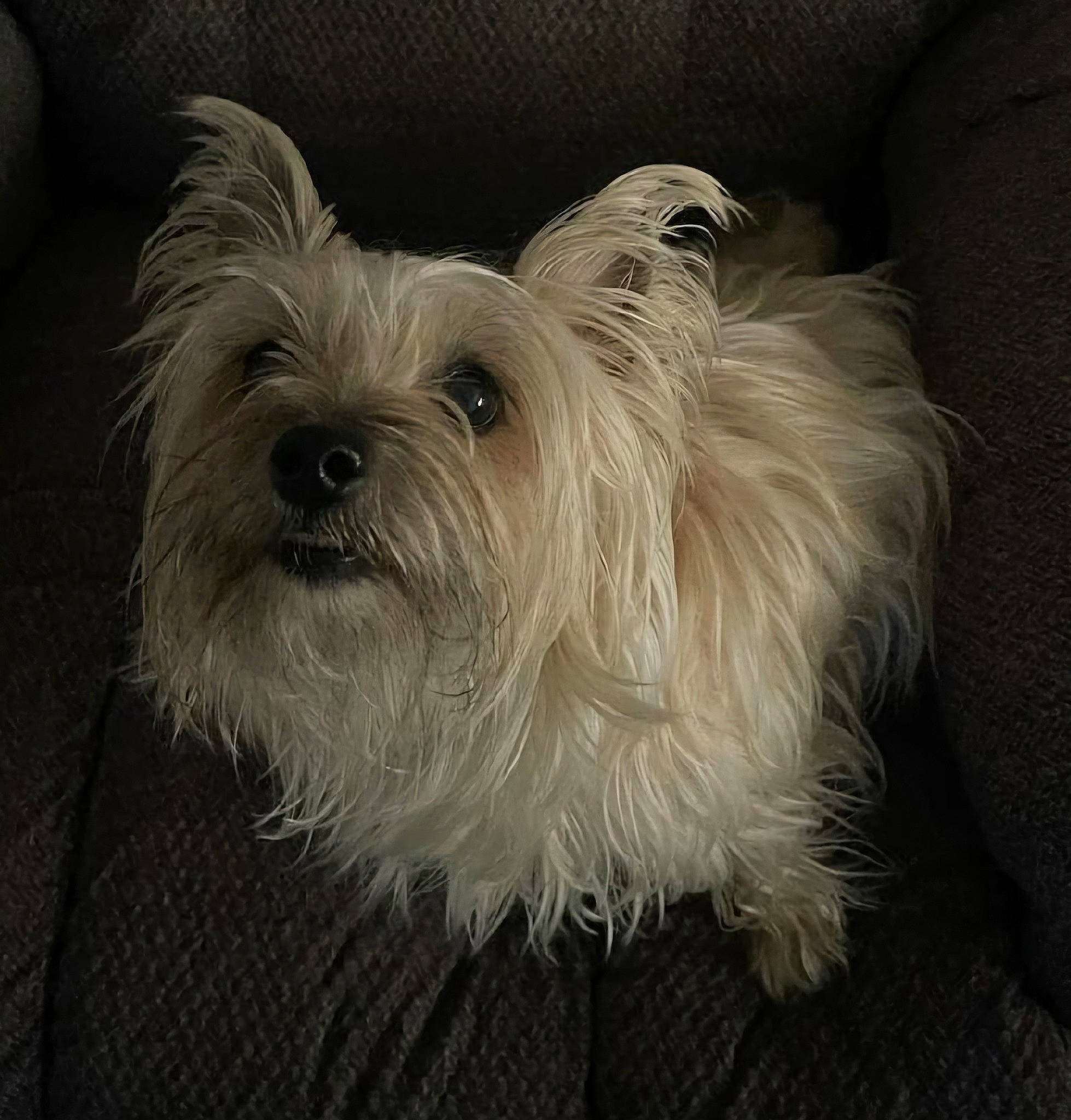 Bug is registered to the contest to win money with this photo: biewer_terrier, canidae, carnivore, companion_dog, darkness, dog, dog_breed, fur, non_sporting_group, small_terrier, snout, sporting_group, terrestrial_animal, terrier, toy_dog, working_animal