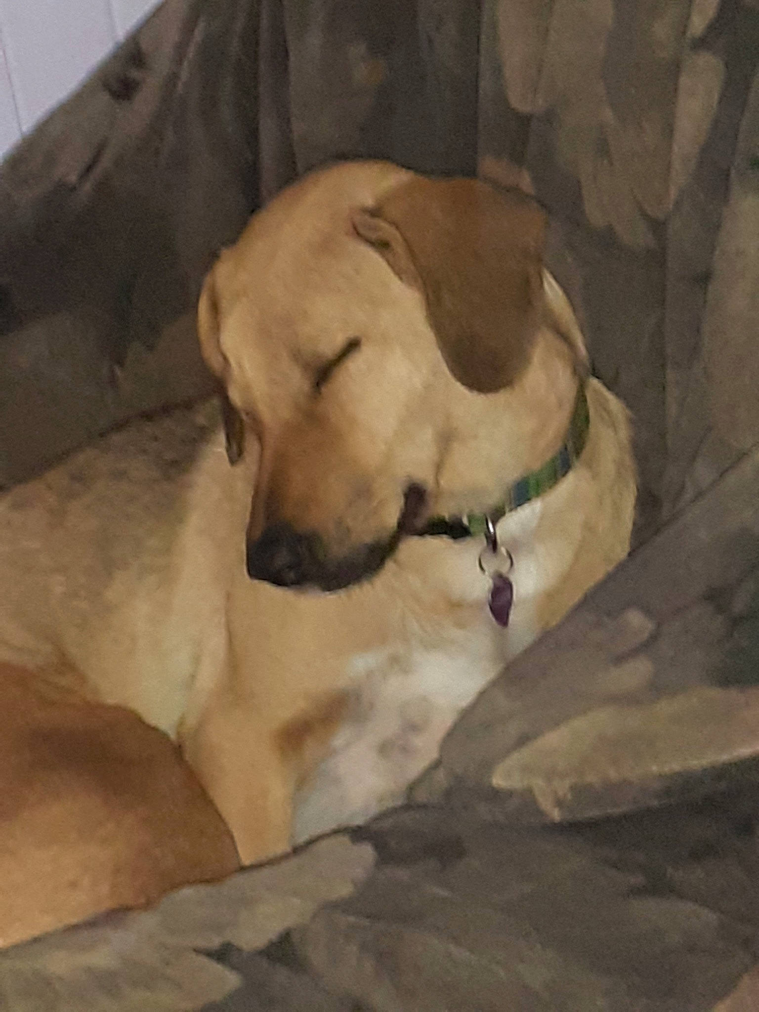 Tara participe au concours pour gagner de l'argent avec cette photo : anatolian_shepherd_dog, black_mouth_cur, canidae, carnivore, dog, dog_breed, fawn, kangal_dog, labrador_retriever, mammal, potcake_dog, snout, sporting_group, vertebrate