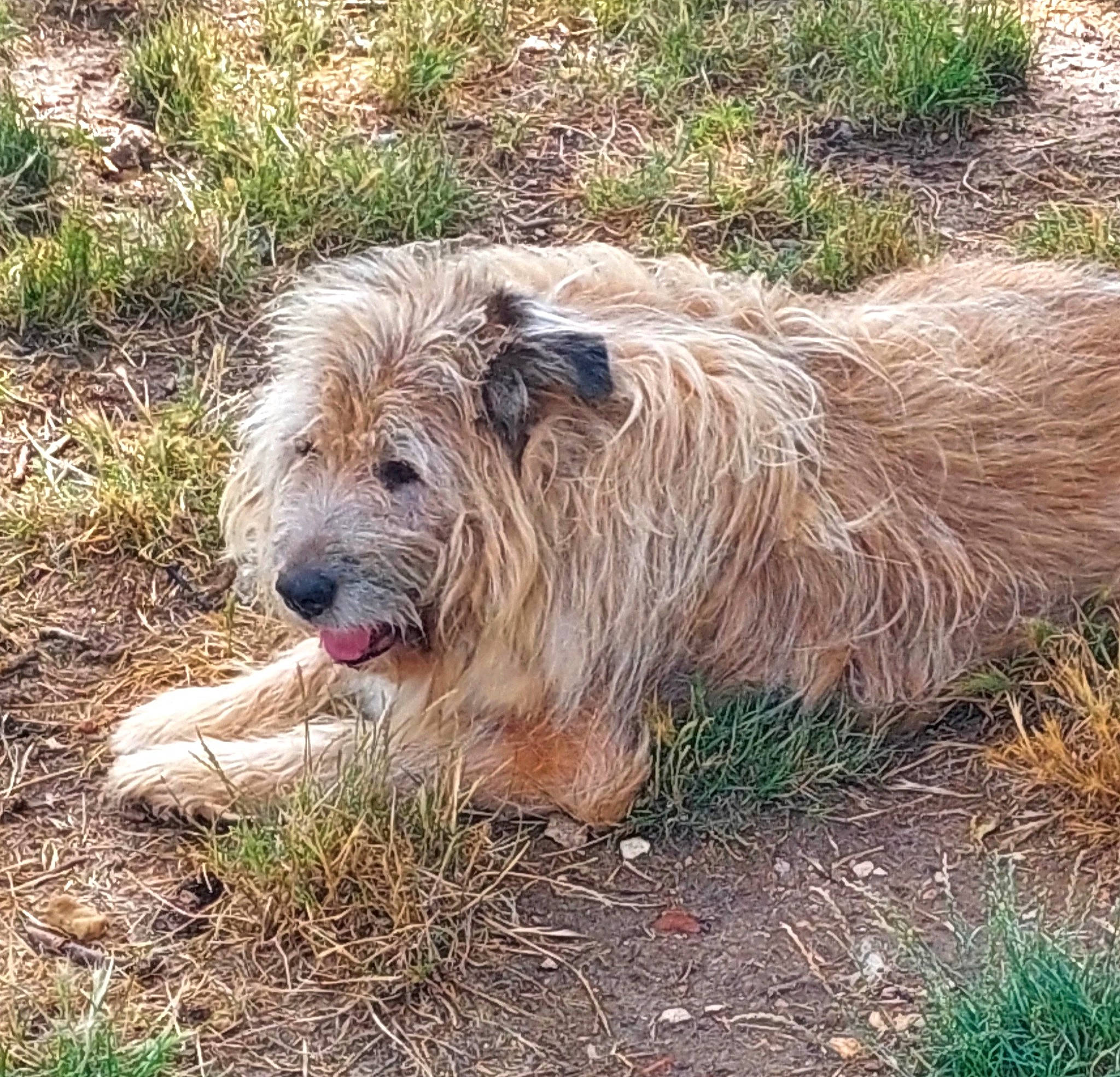 Charly a rejoint le concours — aidez-le/la à gagner de superbes lots ! canidae, carnivore, companion_dog, dog, dog_breed, fur, giant_dog_breed, grass, romanian_mioritic_shepherd_dog, small_terrier, soil, sporting_group, terrestrial_animal, terrier, wildlife, working_animal