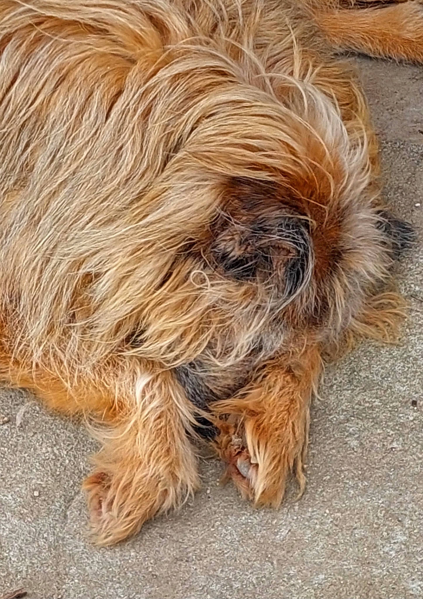 Charly a rejoint le concours — aidez-le/la à gagner de superbes lots ! australian_terrier, canidae, carnivore, companion_dog, dog, dog_breed, event, fur, liver, puppy, small_terrier, snout, sporting_group, tail, terrestrial_animal, terrier, toy_dog, water_dog, wood, working_animal