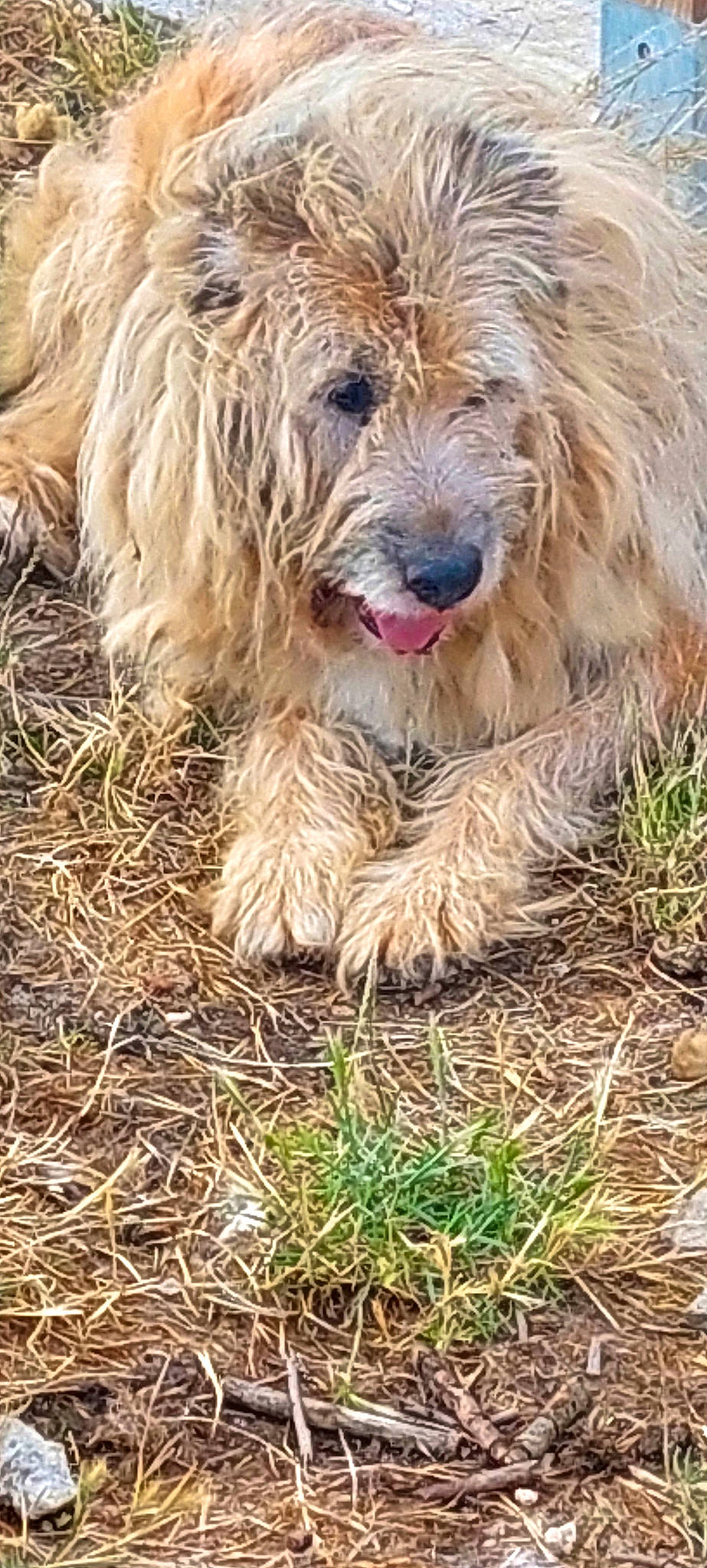 Charly a rejoint le concours — aidez-le/la à gagner de superbes lots ! carnivore, companion_dog, dog, dog_breed, fur, grass, liver, small_terrier, soil, sporting_group, terrestrial_animal, terrier, water_dog