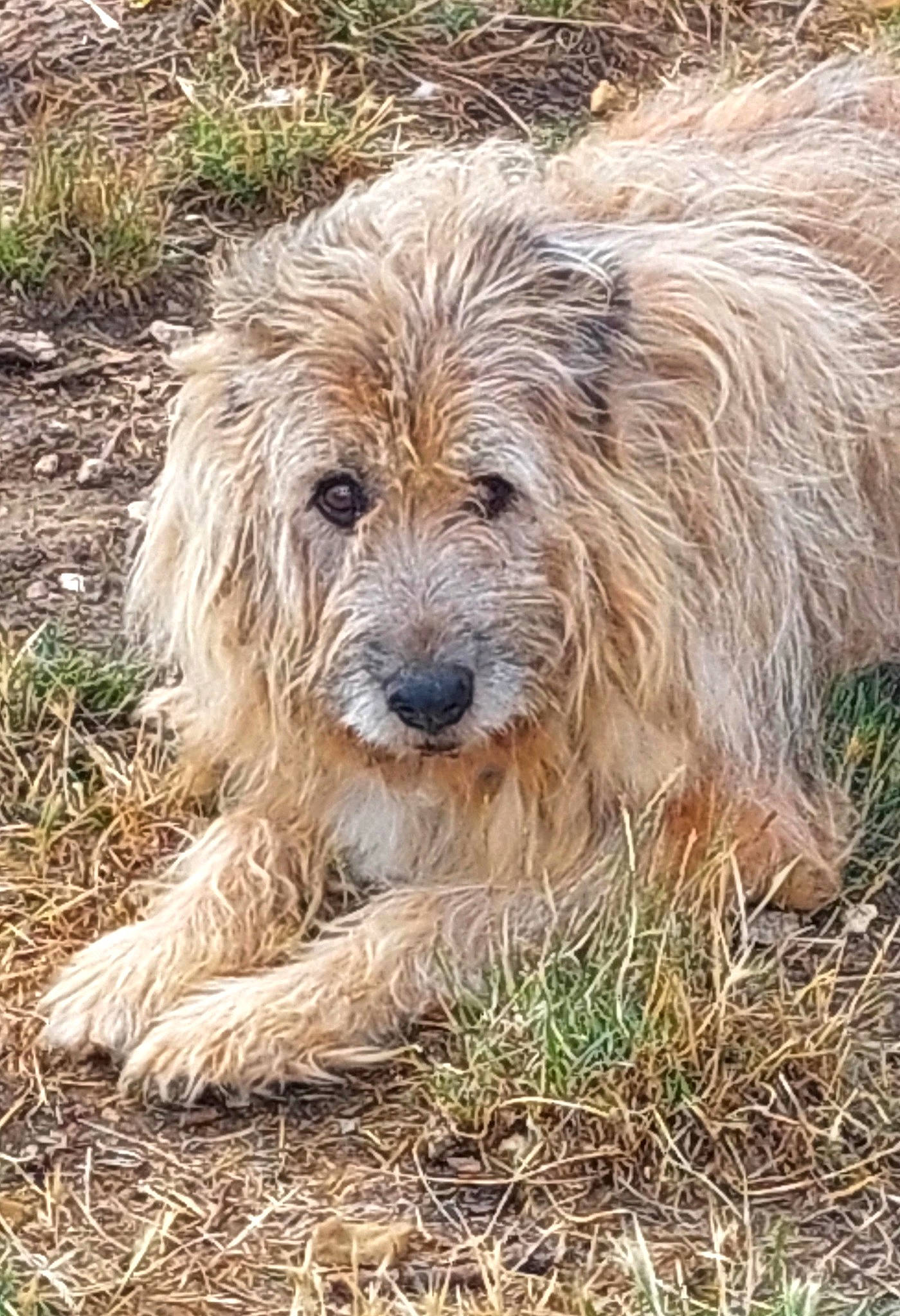 Charly participe au concours pour gagner de l'argent avec cette photo : canidae, carnivore, companion_dog, dog, dog_breed, fur, grass, rock, small_terrier, snout, soil, sporting_group, terrestrial_animal, terrier, water_dog, working_animal