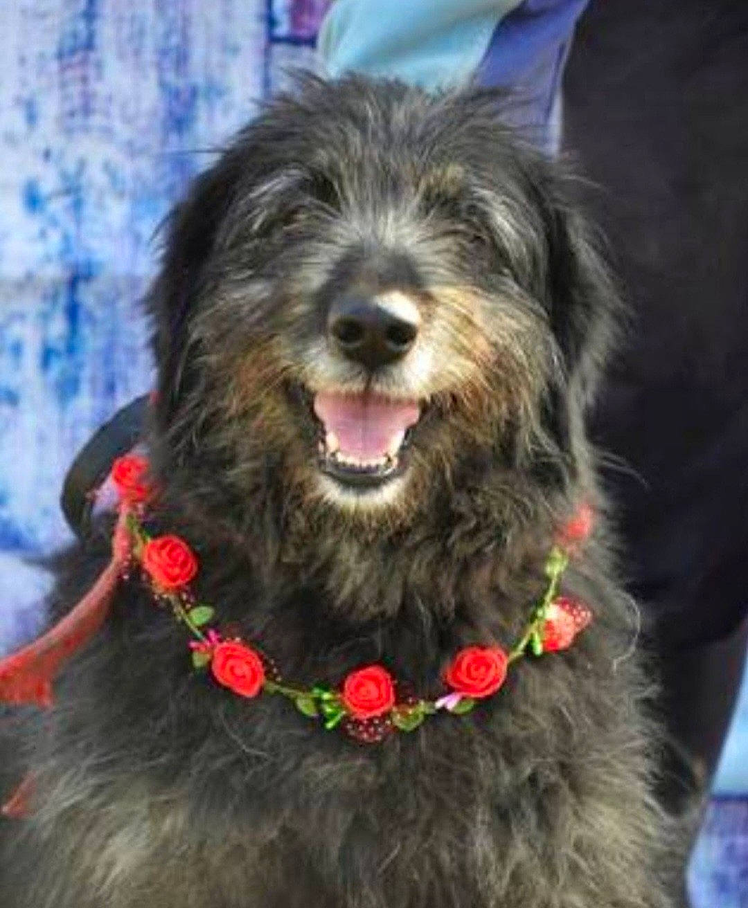 Flufy participe au concours pour gagner de l'argent avec cette photo : canidae, carnivore, collar, companion_dog, dog, dog_breed, dog_collar, fur, liver, small_terrier, smile, snout, sporting_group, terrier, toy_dog, water_dog, working_animal, working_dog