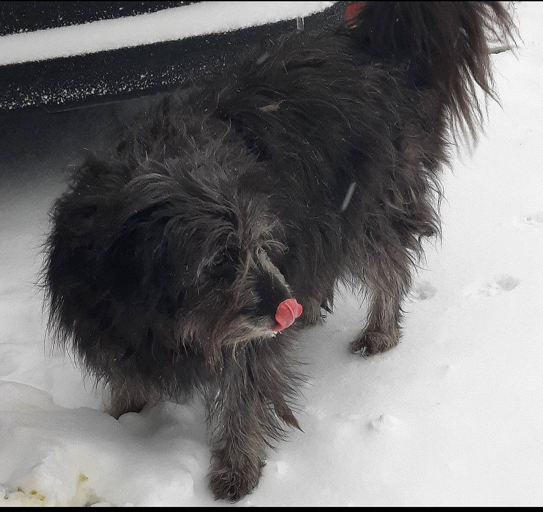 Flufy a rejoint le concours — aidez-le/la à gagner de superbes lots ! canidae, carnivore, companion_dog, dog, dog_breed, fur, liver, non_sporting_group, paw, small_terrier, snout, snow, sporting_group, tail, terrier, toy_dog, water_dog, winter