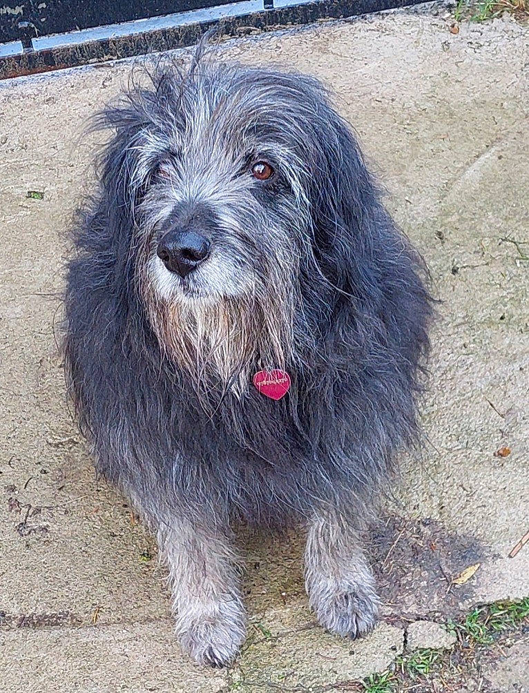 Flufy a rejoint le concours — aidez-le/la à gagner de superbes lots ! ancient_dog_breeds, asphalt, automotive_tire, canidae, carnivore, companion_dog, dog, dog_breed, fur, road_surface, romanian_mioritic_shepherd_dog, small_terrier, soil, sporting_group, terrestrial_animal, terrier, toy_dog, working_dog