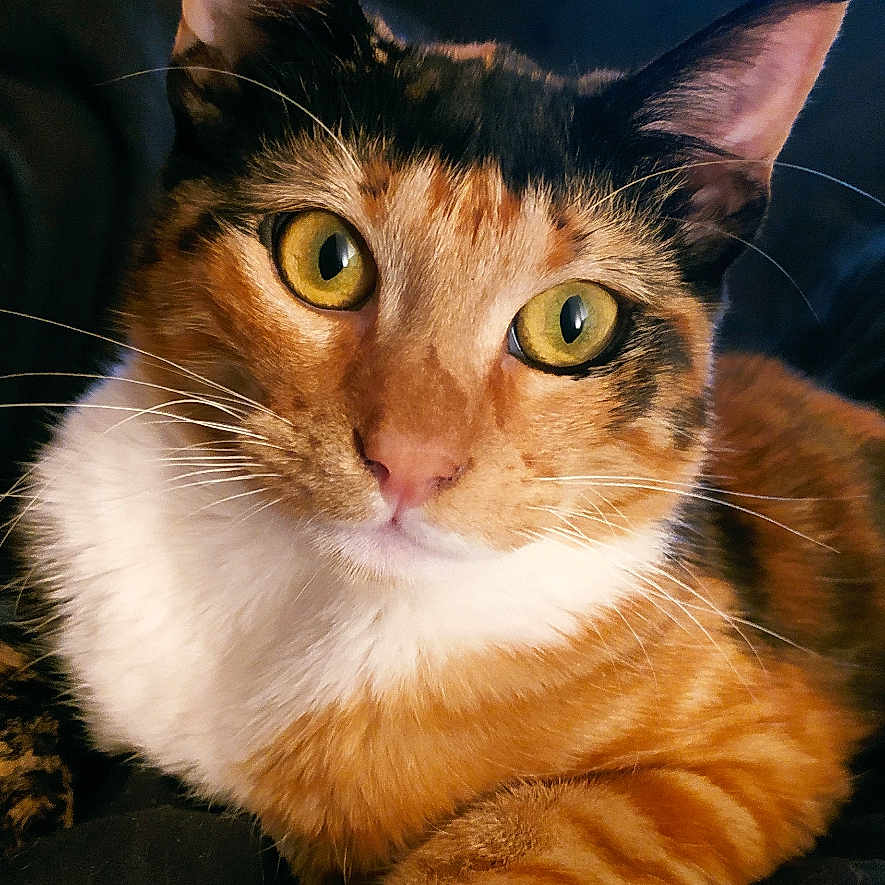 Seara participe au concours pour gagner de l'argent avec cette photo : abyssinian, animal, architecture, building, cat, computerhardware, couch, electronics, furniture, hardware, hardwood, indoors, kitten, livingroom, manx, monitor, pet, room, screen, wood