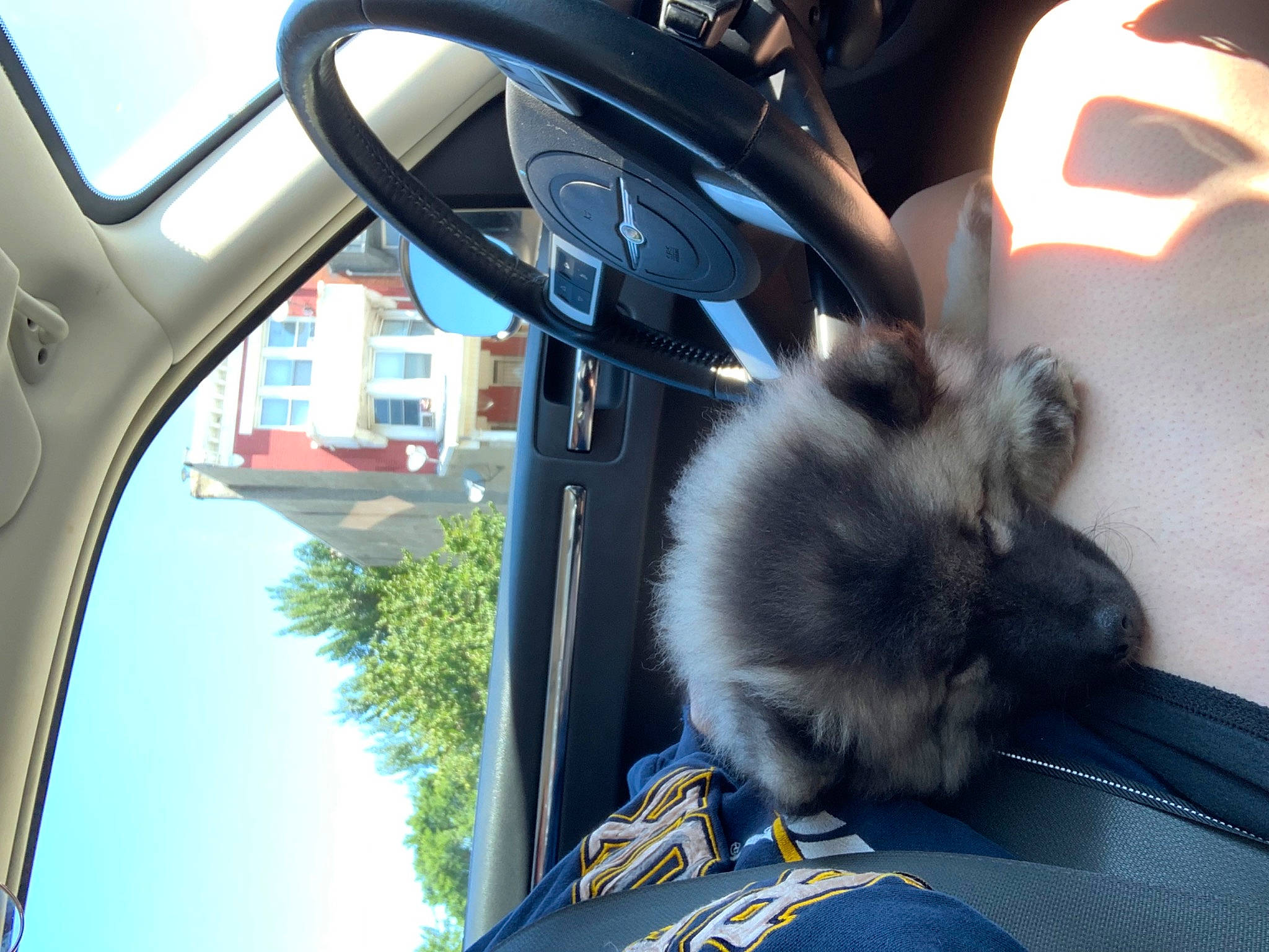 Milo is registered to the contest to win money with this photo: auto_part, automotive_design, automotive_exterior, automotive_lighting, automotive_mirror, automotive_window_part, felidae, glass, hood, light, motor_vehicle, rear_view_mirror, sky, small_to_medium_sized_cats, steering_wheel, tail, vehicle, vehicle_door, window, windshield