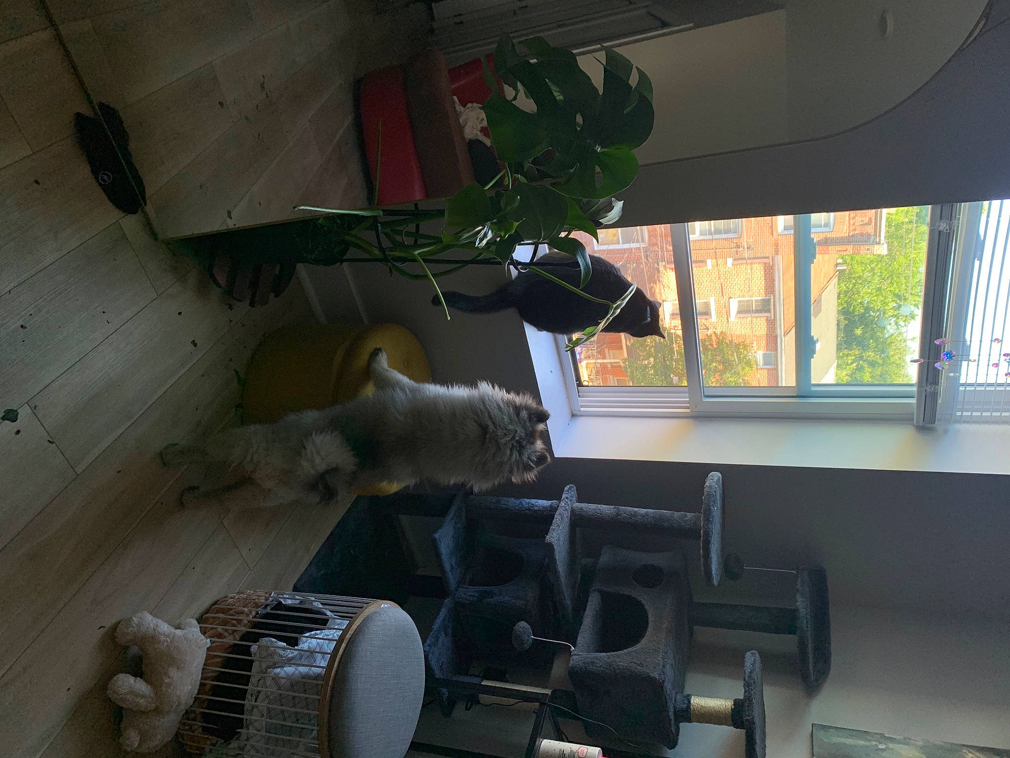 Milo joined the competition — help win amazing prizes! armrest, auto_part, building, ceiling, chair, design, engineering, flooring, glass, hardwood, house, houseplant, interior_design, machine, mechanical_fan, plant, room, tree, window, wood