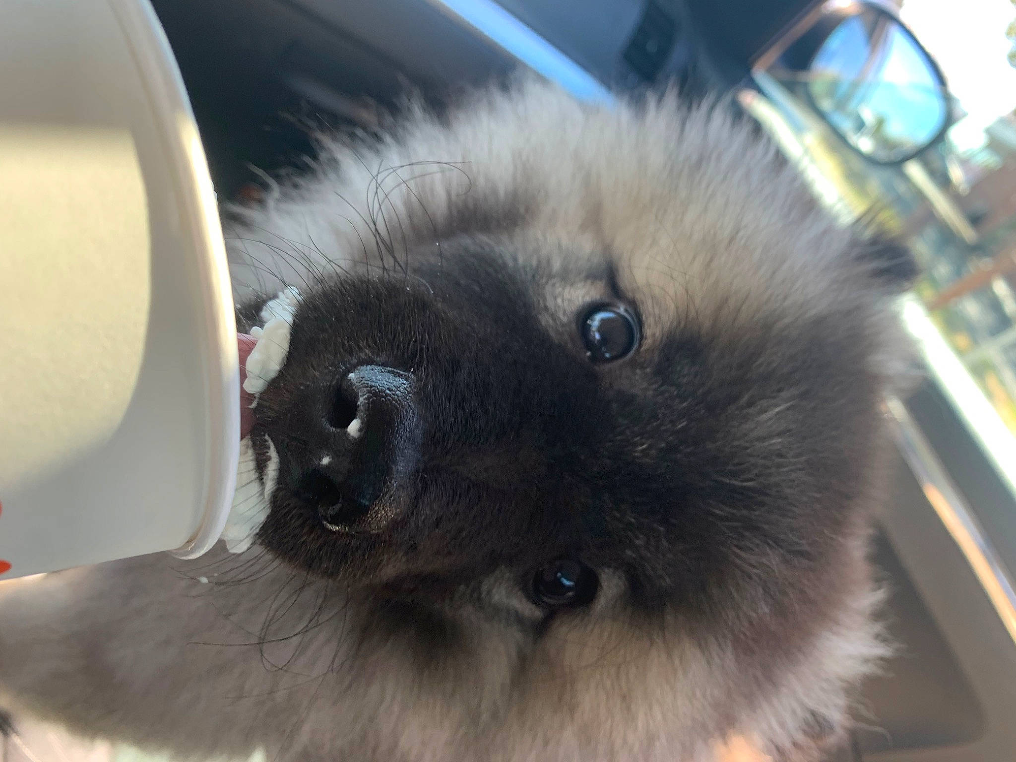 Milo joined the competition — help win amazing prizes! birman, carnivore, companion_dog, dog_breed, eye, fawn, felidae, fur, non_sporting_group, paw, siamese, snout, terrestrial_animal, whiskers, working_animal