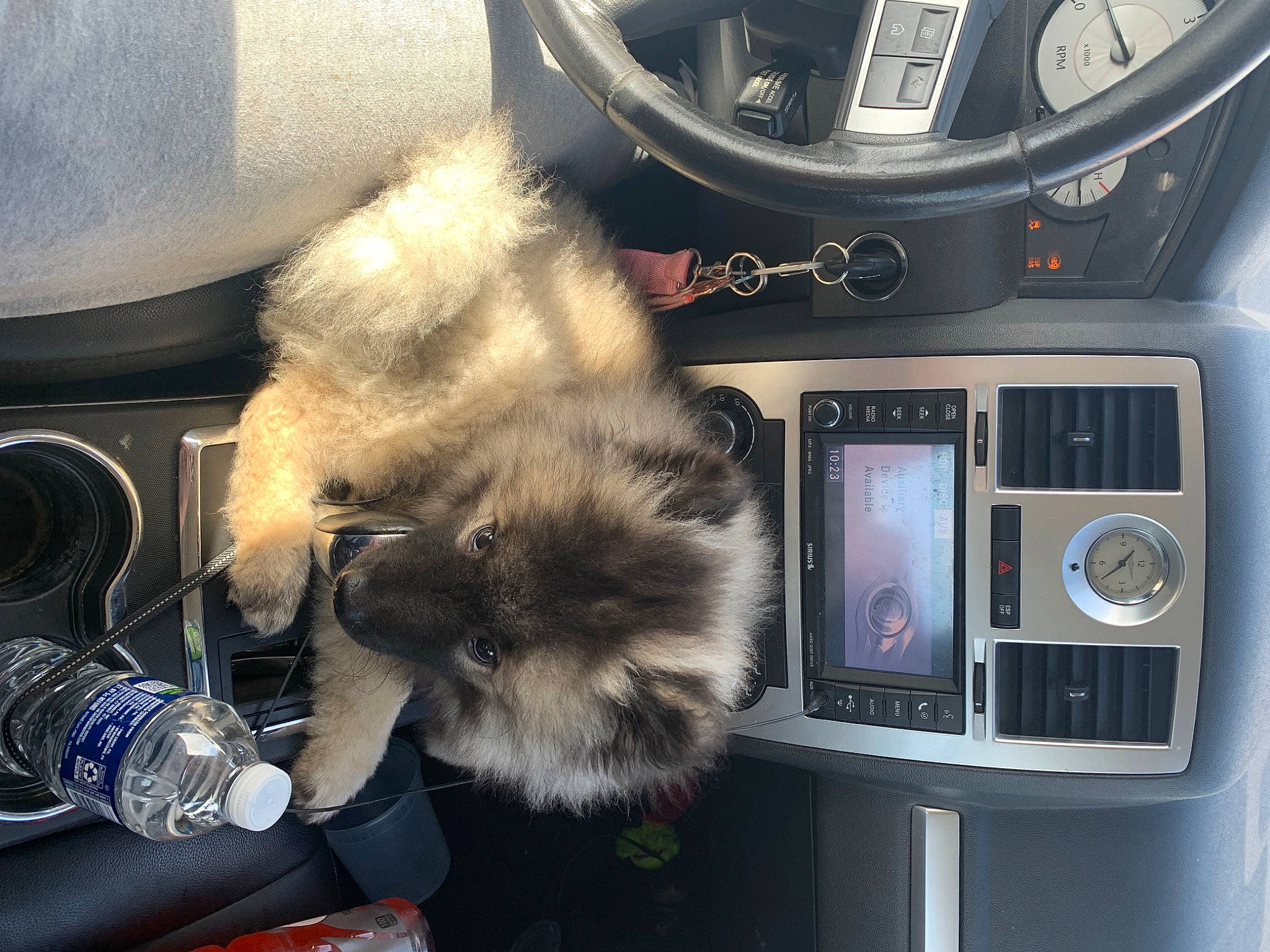 Milo joined the competition — help win amazing prizes! audio_equipment, auto_part, automotive_design, car, companion_dog, family_car, felidae, fur, gauge, luxury_vehicle, mid_size_car, motor_vehicle, personal_luxury_car, small_to_medium_sized_cats, steering_wheel, vehicle, vehicle_audio, vehicle_door, watch, whiskers