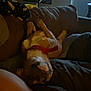 Chaos joined the competition — help win amazing prizes! animal, blanket, canine, couch, cozy, daylight, dog, domestic, door, furniture, home, indoor, living_room, pet, quiet, red_collar, relaxed, resting, shadow, upside_down